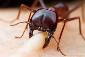 Как се лекува у дома ухапване мравки, как да се отнасяме като у дома си