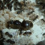 Как се лекува у дома ухапване мравки, как да се отнасяме като у дома си