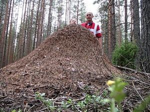 Как се лекува у дома ухапване мравки, как да се отнасяме като у дома си