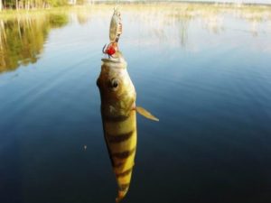 Как да хванете риба на spinning- селекция от най-добрите спининги