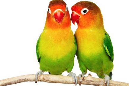 Как можете да се обадите на папагал момиче и едно момче
