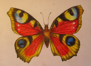Как да нарисувате пеперуда рисунка с молив на етапи, моето бебе