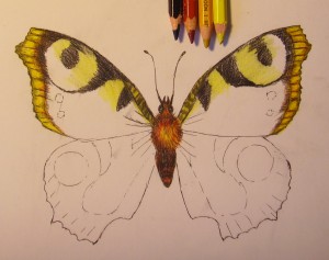 Как да нарисувате пеперуда рисунка с молив на етапи, моето бебе