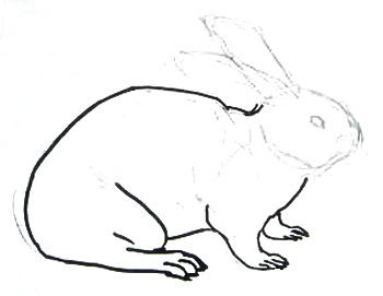 Как да нарисувате заек и заек оцветяване