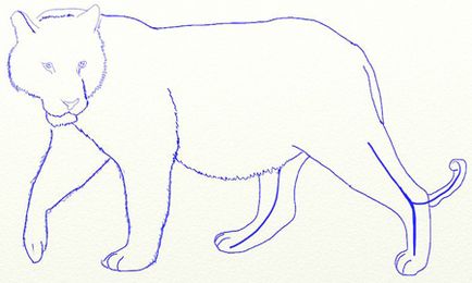 Как да се направи тигър на етапи, рисунка с молив тигър