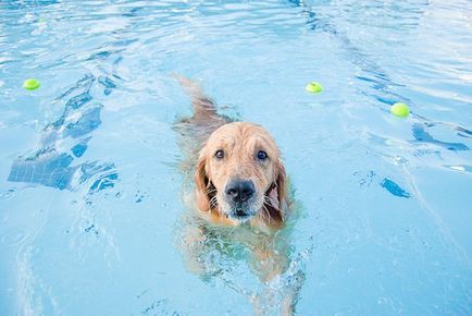 Как да се научи кучето си да плуват в банята и реката