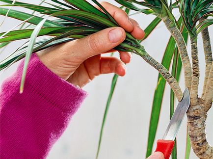 Как да изрежете драцената за нещастници грижи за палмово дърво у дома като