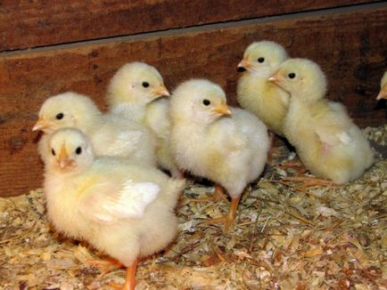 Как да се определи пола на пилета пиле как да се прави разлика по пол