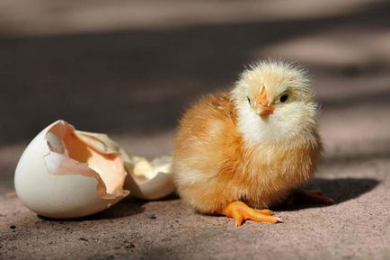 Как да се определи пола на пилета пиле как да се прави разлика по пол