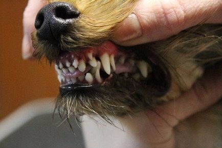 Как да се определи възрастта на кучето върху зъбите и не само