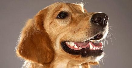 Как да се определи възрастта на кучето върху зъбите за пет минути