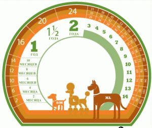 Как да се определи възрастта на куче различни методи за определяне на