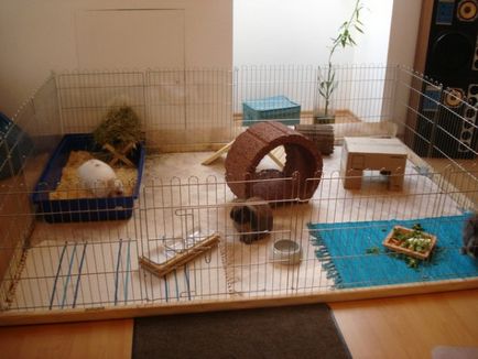 Как да се отбие похапват заек тапети, които живеят в един апартамент