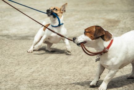 Как да се отбие кучето си да изтегли методите за регулиране каишка на поведение