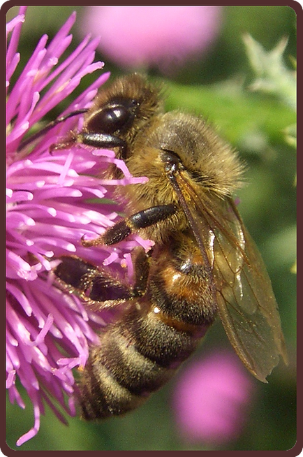 Както пчелите събират прашец