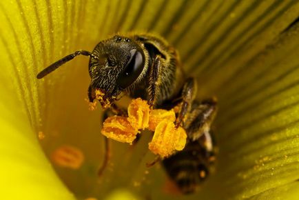 Както пчелите събират прашец и събиране прашец нулиране