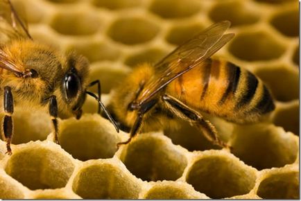 Както пчелите събират прашец и събиране прашец нулиране
