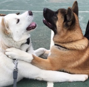 Как да станем приятели с кучето и кучето да се избегнат конфликти