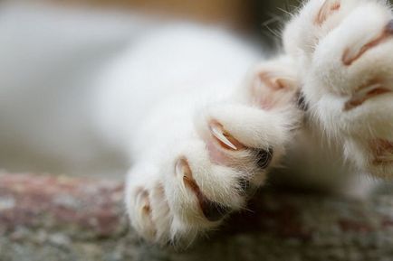 Как да се намали вашите нокти на котка или надясно котка у дома