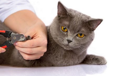 Как да се намали вашите нокти на котка - може да намали техните котки нокти, как да отрежете ноктите у дома