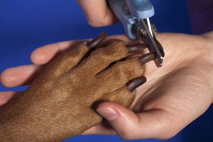 Как да се намали кучешки нокти как да как да отрежете ноктите кученце