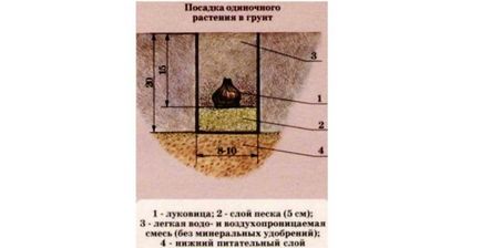 Как да засадим зюмбюли през есента, ползите от есента на засаждане, правила