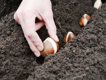 Как да засадим зюмбюли през есента, ползите от есента на засаждане, правила