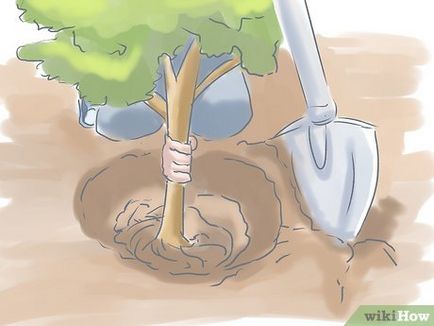 Как да се засадят храсти
