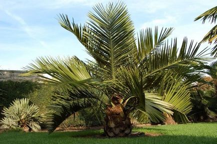 Как да се засадят палма на сайта