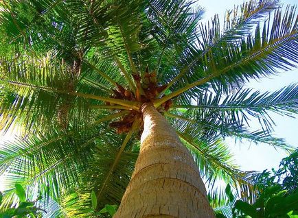 Как да се засадят палма на сайта