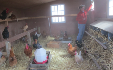 Как да се изгради кокошарник с ръцете си за 50 пилета, снимки, рисунки и видео