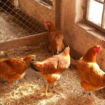 Как да се изгради кокошарник с ръцете си за 50 пилета инструкции, рисунки и видео