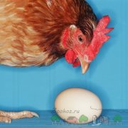 Как да се изгради кокошарник с ръцете си за 50 пилета инструкции, рисунки и видео