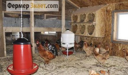 Как да се изгради кокошарник с ръцете си практически съвети (изгради своя кокошарник) Как да се изгради кокошарник с ръцете си практически съвети