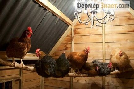 Как да се изгради кокошарник с ръцете си практически съвети (кооп) Как да се изгради кокошарник с ръцете си практически съвети