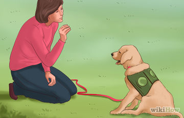 Как да се изгради парк за кучета