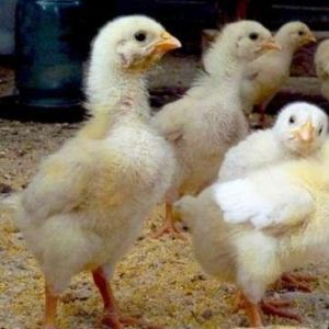 Как да се хранят младите пилета-стари