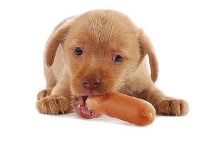 Как да се хранят кученце
