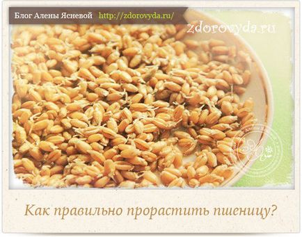 Как да покълне пшеница описание -а и снимка