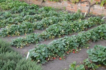 Как да се засадят ягоди и се грижи за нея