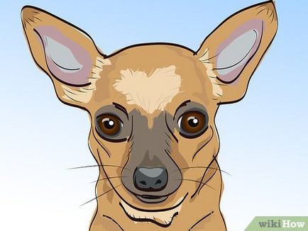 Как да избера най-подходящия порода куче