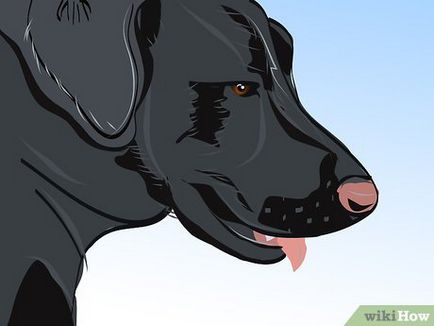 Как да избера най-подходящия порода куче