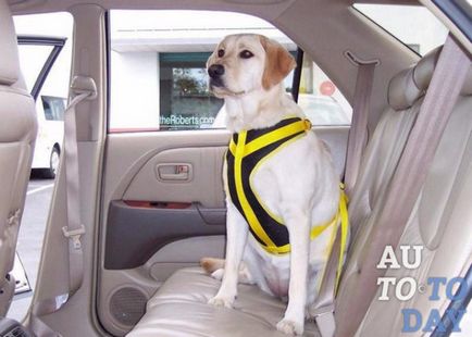Как да се закрепи на кучето в колата си