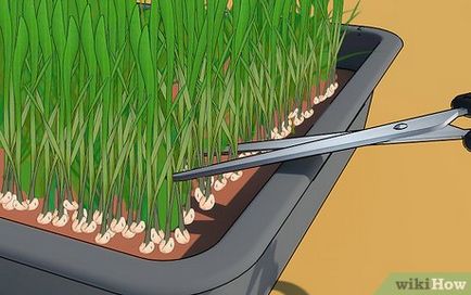 Как да покълне пшеница у дома
