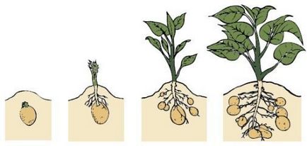 Как да се отглеждат картофи