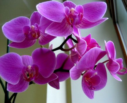 Как да растат орхидеи