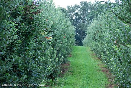 Как да растат ябълки в Грузия, Атланта пътувания