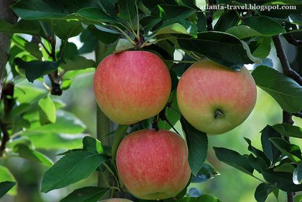 Как да растат ябълки в Грузия, Атланта пътувания