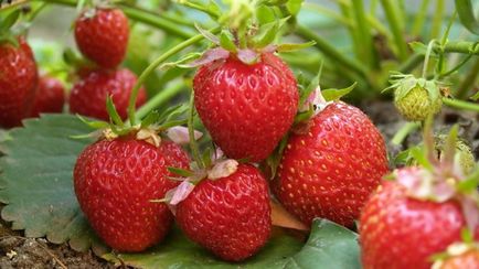 Как да се размножават ягодов кой метод да изберете, възпроизвеждане мустаци