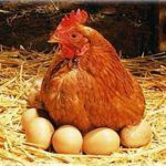 Както родени пилета, пилешки